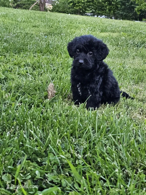 Scarlett  – Labradoodle puppy for sale in Saint Louis, MO