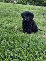 Scarlett , a female Labradoodle for sale in Saint Louis, MO – Photo 1 of 2