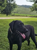 Expecting, a  Labrador Retriever for sale in Batchtown, IL – 4 of 5