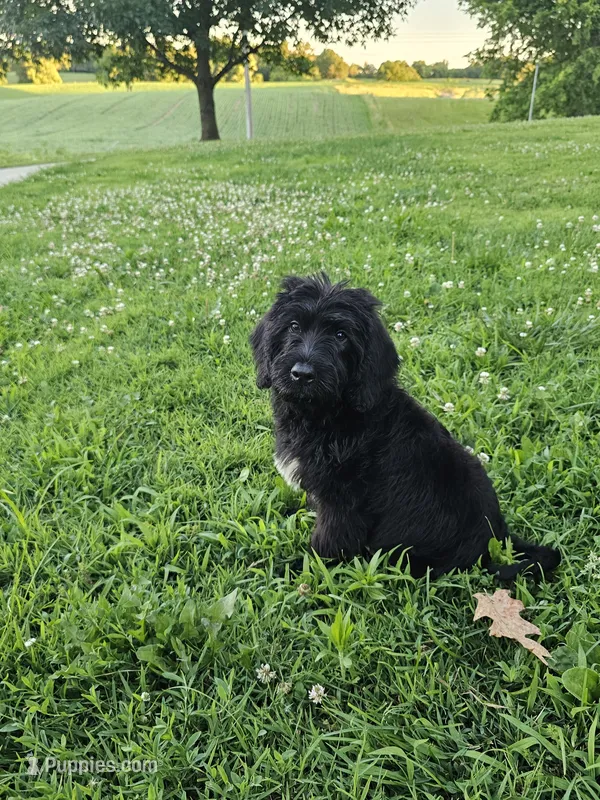 Max – Labradoodle puppy for sale in Saint Louis, MO