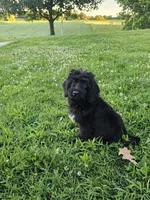 Max, a male Labradoodle for sale in Saint Louis, MO – 1 of 1