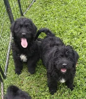 Buck, a male Labradoodle for sale in Springfield, IL – 2 of 2
