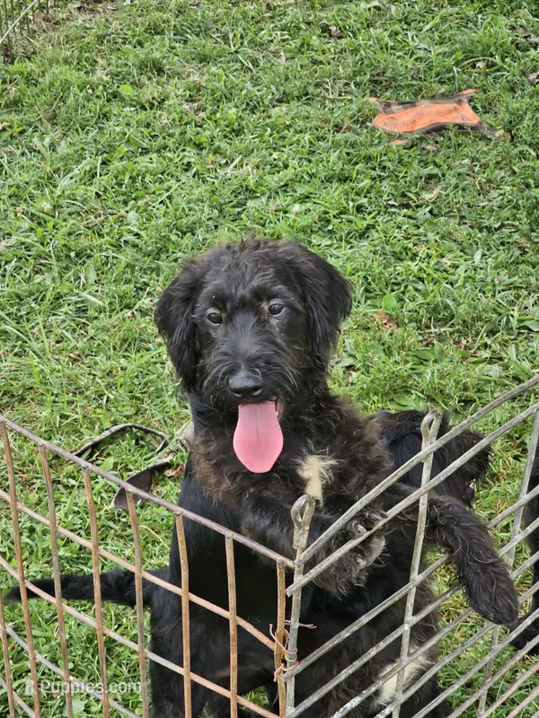 Sam – Labradoodle puppy for sale in Batchtown, IL