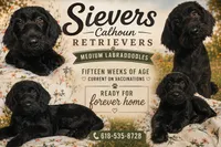 Scarlett , a female Labradoodle for sale in Batchtown, IL – 1 of 5