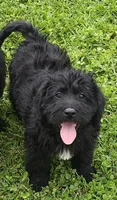 Cooper, a male Labradoodle for sale in Springfield, IL – 1 of 1