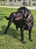 Expecting, a  Labrador Retriever for sale in Batchtown, IL – 5 of 5