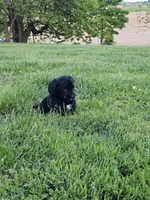 Princess, a female Labradoodle for sale in Saint Louis, MO – Photo 2 of 3