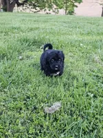 Princess, a female Labradoodle for sale in Saint Louis, MO – Photo 3 of 3