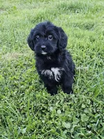 Princess, a female Labradoodle for sale in Saint Louis, MO – Photo 1 of 3