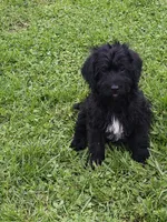 Sam, a male Labradoodle for sale in Springfield, IL – 2 of 2
