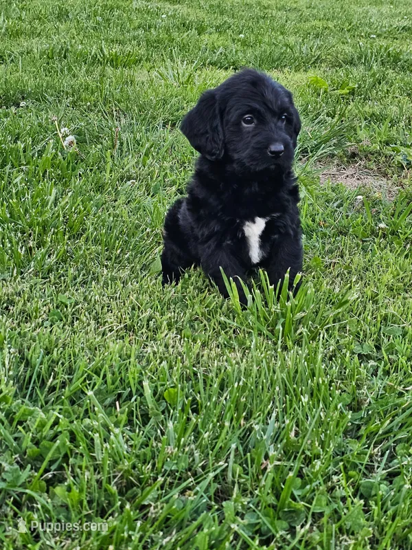 Max – Labradoodle puppy for sale in Saint Louis, MO