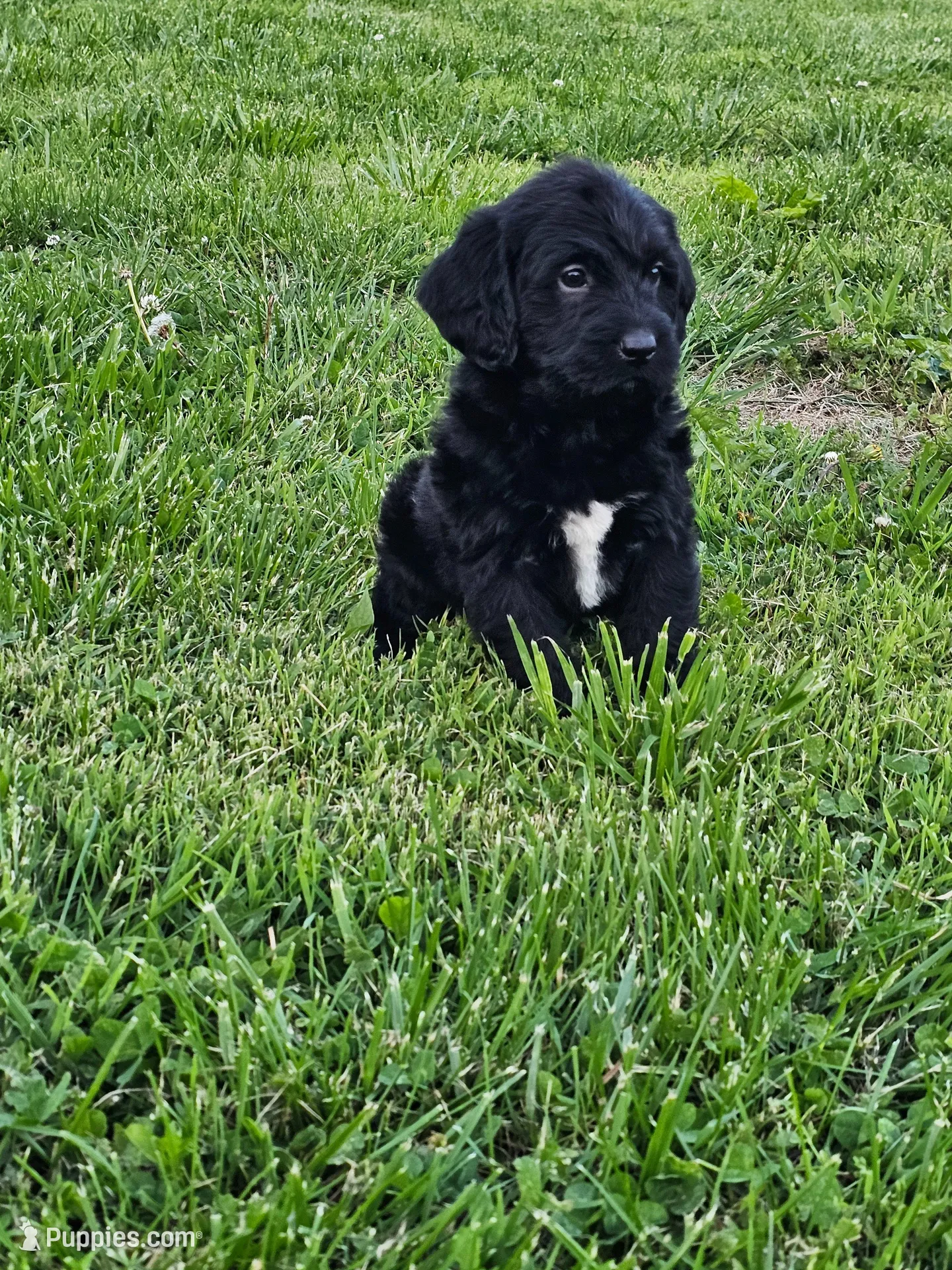 Max, a male Labradoodle for sale in Saint Louis, MO – Photo 1 of 3