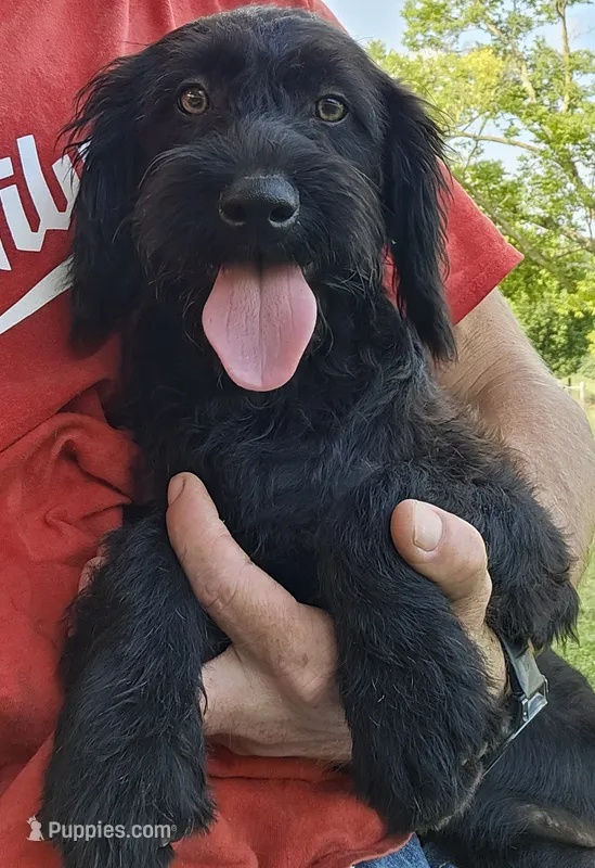 Scarlett  – Labradoodle puppy for sale in Batchtown, IL