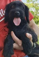 Scarlett , a female Labradoodle for sale in Batchtown, IL – 1 of 1