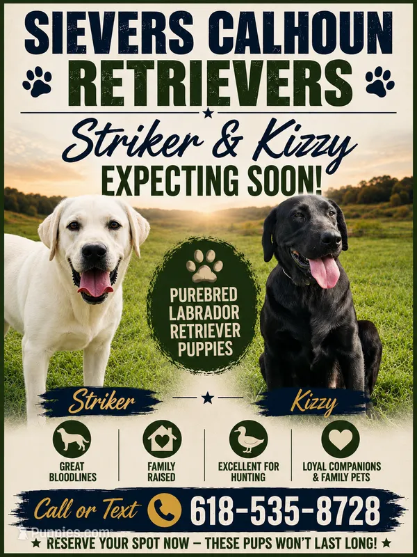 Expecting – Labrador Retriever puppy for sale in Batchtown, IL