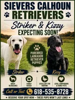 Expecting, a  Labrador Retriever for sale in Batchtown, IL – 1 of 5