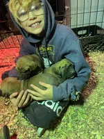 Ringo, a male Great Dane for sale in Milan, TN – Photo 4 of 10