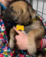 Ringo, a male Great Dane for sale in Milan, TN – Photo 2 of 10