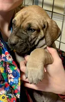 Ringo, a male Great Dane for sale in Milan, TN – Photo 1 of 10