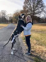 Ringo, a male Great Dane for sale in Milan, TN – Photo 7 of 10