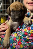 Lennon, a female Great Dane for sale in Milan, TN – Photo 1 of 8