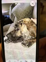 Lennon, a female Great Dane for sale in Milan, TN – Photo 7 of 8