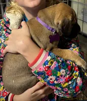 Lennon, a female Great Dane for sale in Milan, TN – Photo 2 of 8