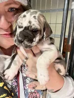 Big John, a male Great Dane for sale in Milan, TN – Photo 1 of 9