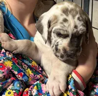 Big John, a male Great Dane for sale in Milan, TN – Photo 2 of 9