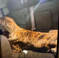 Big John, a male Great Dane for sale in Milan, TN – Photo 7 of 9