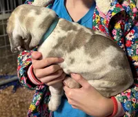 Big John, a male Great Dane for sale in Milan, TN – Photo 3 of 9