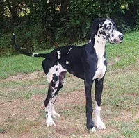Big John, a male Great Dane for sale in Milan, TN – Photo 4 of 9