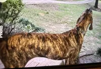 Georgie Boy, a male Great Dane for sale in Milan, TN – Photo 8 of 10