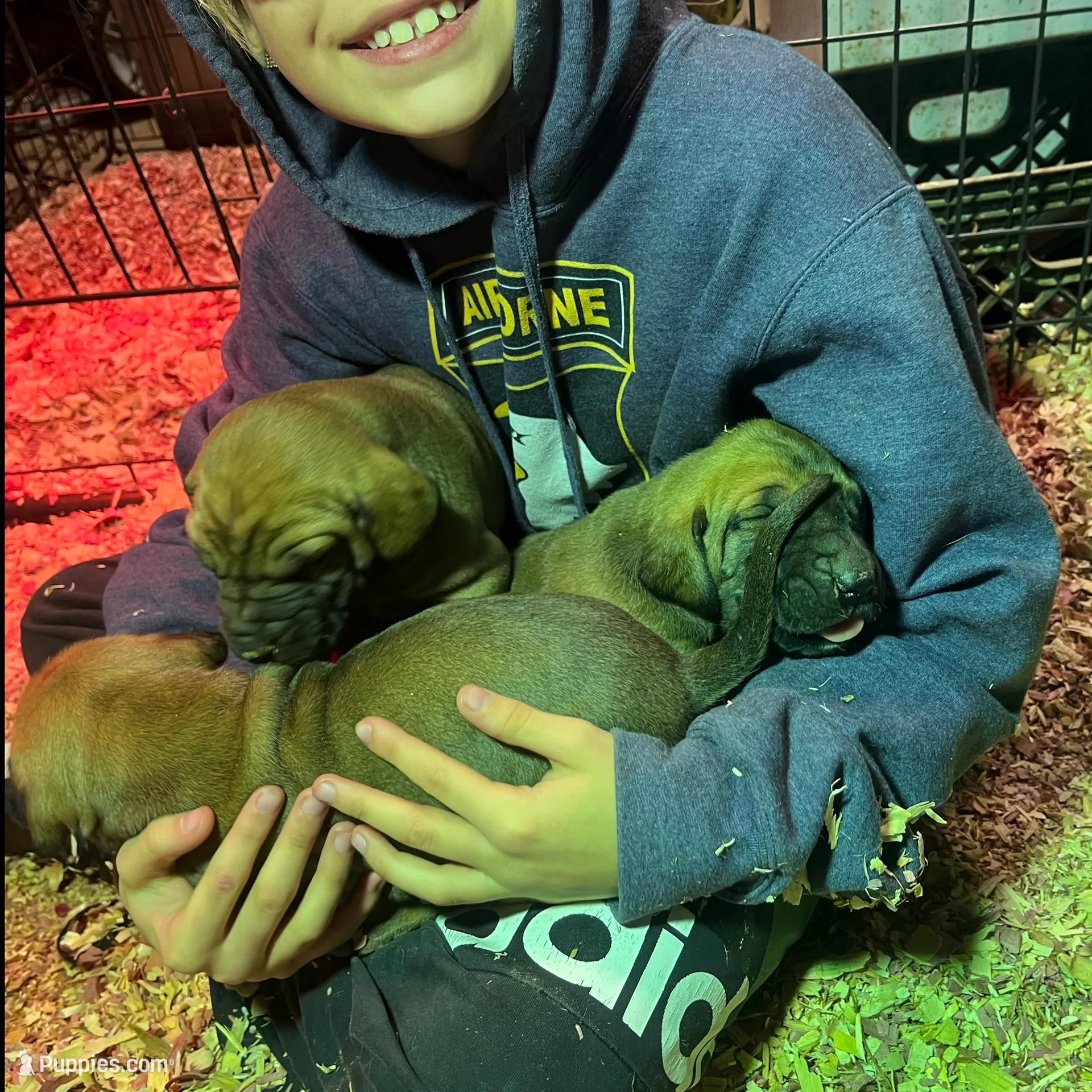 Georgie Boy, a male Great Dane for sale in Milan, TN – Photo 3 of 10