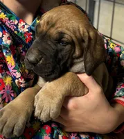 Georgie Boy, a male Great Dane for sale in Milan, TN – Photo 2 of 10