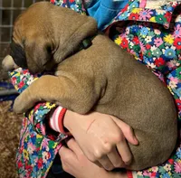 Georgie Boy, a male Great Dane for sale in Milan, TN – Photo 4 of 10