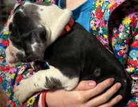 Stewart, a male Great Dane for sale in Milan, TN – Photo 2 of 3