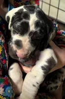 Stewart, a male Great Dane for sale in Milan, TN – Photo 3 of 3