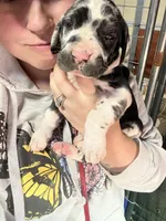 Stewart, a male Great Dane for sale in Milan, TN – Photo 1 of 3