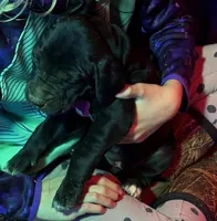 YoKo, a female Great Dane for sale in Milan, TN – Photo 2 of 9