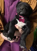 YoKo, a female Great Dane for sale in Milan, TN – Photo 1 of 9