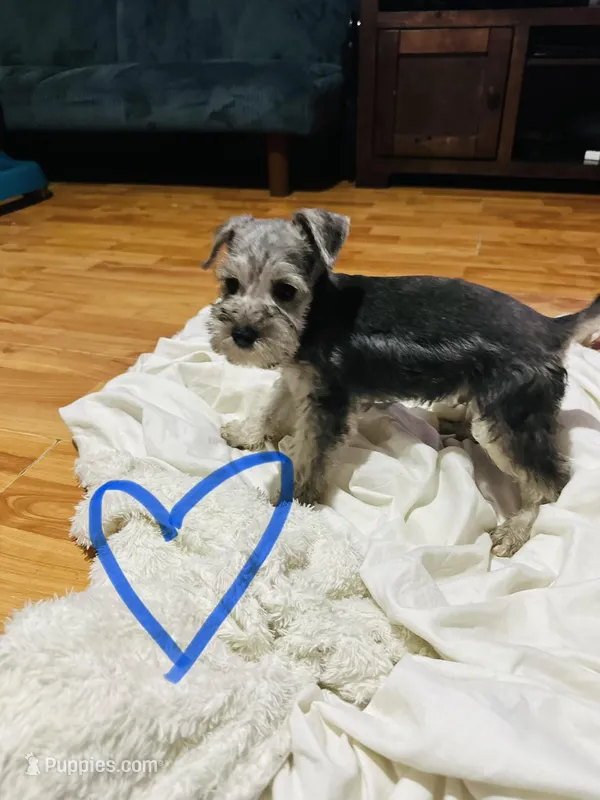 Ben – Standard Schnauzer puppy for sale in Port Richey, FL
