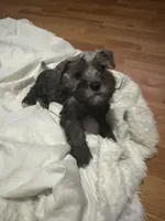 Ben, a male Standard Schnauzer for sale in Port Richey, FL – Photo 2 of 2