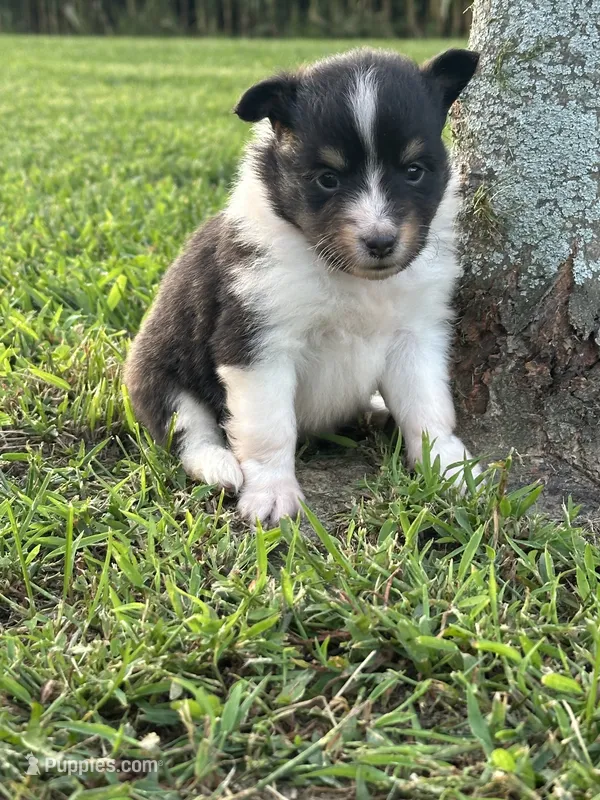 Lou – Shetland Sheepdog puppy for sale in Brazil, IN