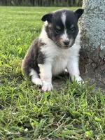 Lou, a female Shetland Sheepdog for sale in Brazil, IN – 1 of 1