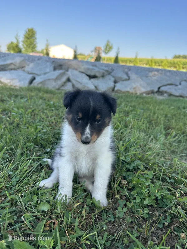 Rudy – Shetland Sheepdog puppy for sale in Brazil, IN