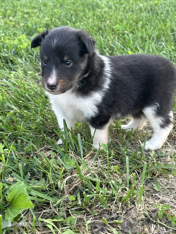 Jack – Shetland Sheepdog puppy for sale in Brazil, IN