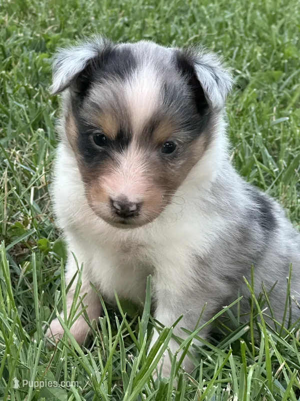 Trudy – Shetland Sheepdog puppy for sale in Brazil, IN