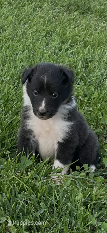 Sam – Shetland Sheepdog puppy for sale in Brazil, IN
