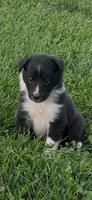 Sam, a male Shetland Sheepdog for sale in Brazil, IN – 1 of 1